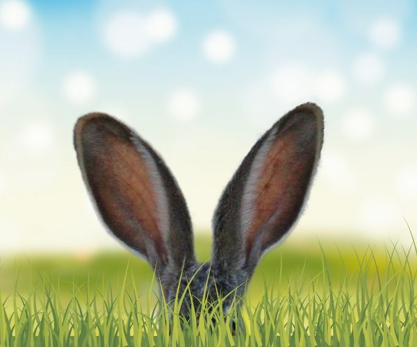 Osterhase Osterhase